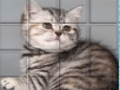 Игра Пазлы кошки онлайн