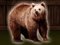 Игра Спасти медведя гризли онлайн