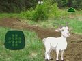 Игра Козел Найди Ребенка онлайн