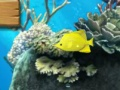 Игра Большая рыбка ест маленькую онлайн